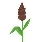 sorghum icon