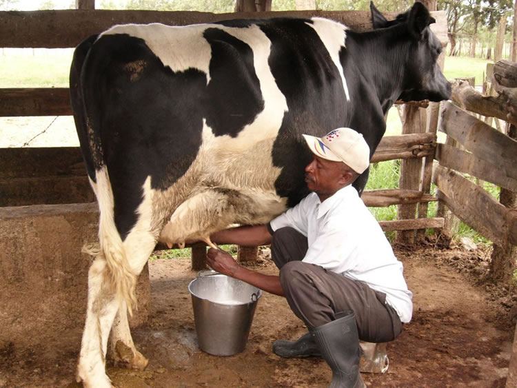 Milking a cow