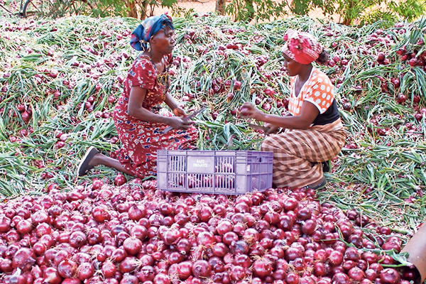 Onion farming