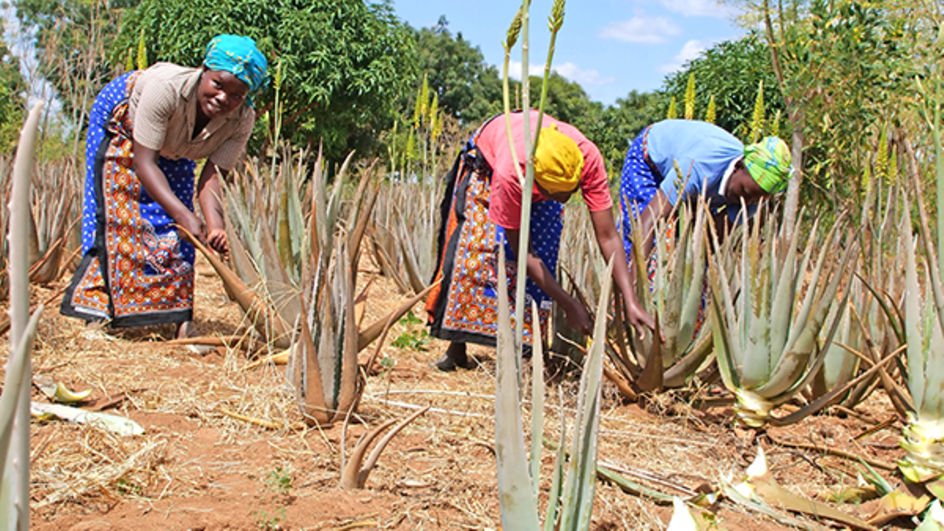 Aloe vera