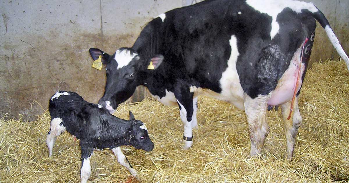 new born calf