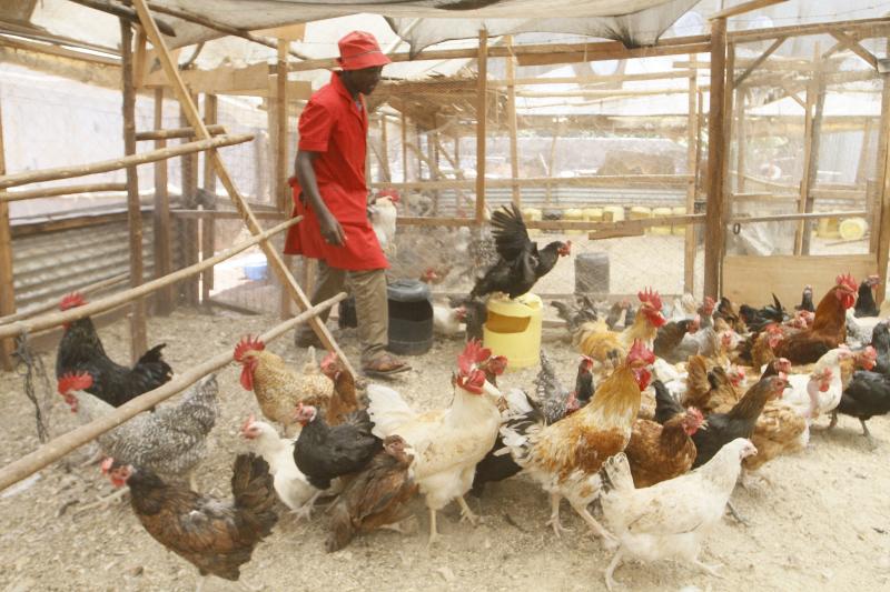 Poultry Farm