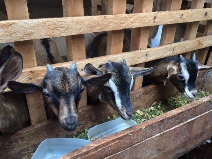 Dairy Goat Farm
