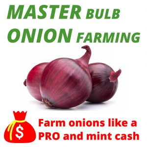 Master Bulb Onion Farming