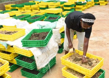Reduce the cost of feeding your chicken, pigs and fish with the Black Soldier Fly