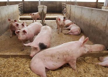 6 strategies to implement for successful pig farming