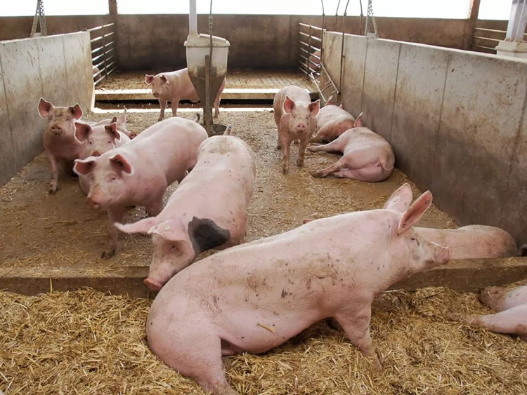 Pig Farming