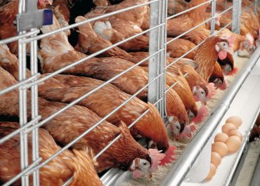 Step-by-step Beginners’ guide for 200 layers chicken farming in Kenya 2024